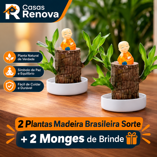 2 Plantas Madeira Brasileira Sorte + 2 Monges de Brinde